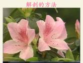苏教版七年级生物上册 第五章 第五节 植物的开花和结果(5)（课件）