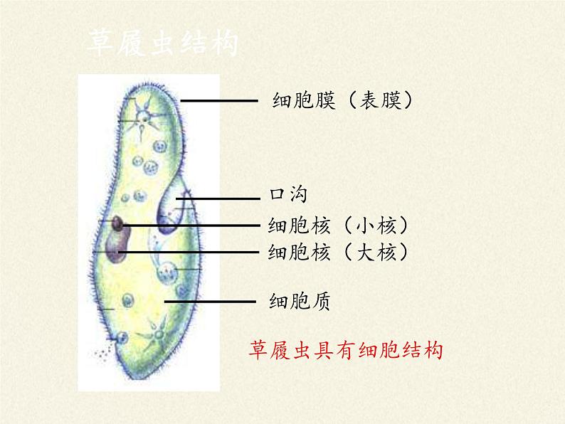 苏教版七年级生物上册 第四章 第一节 单细胞生物(3)（课件）06