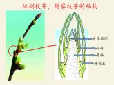 苏教版七年级生物上册 第五章 第四节 植物茎的输导功能(1)（课件）