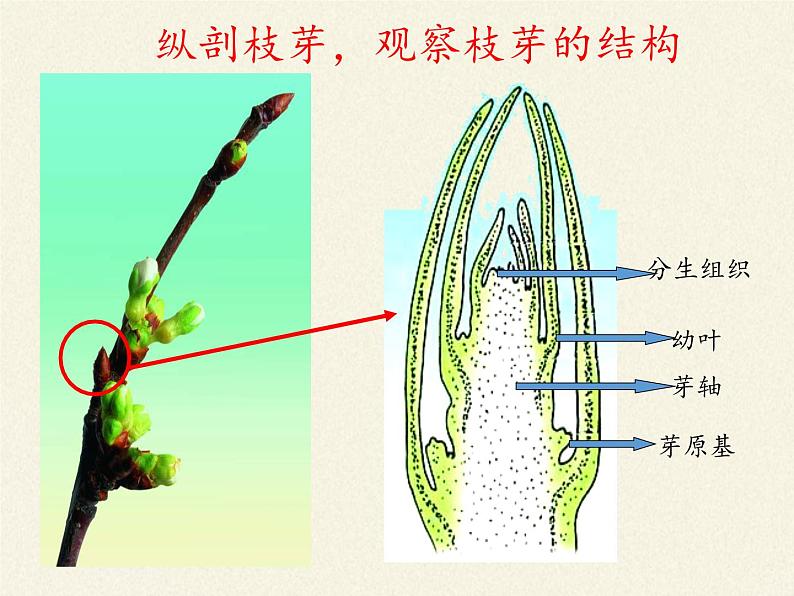 苏教版七年级生物上册 第五章 第四节 植物茎的输导功能(1)（课件）04