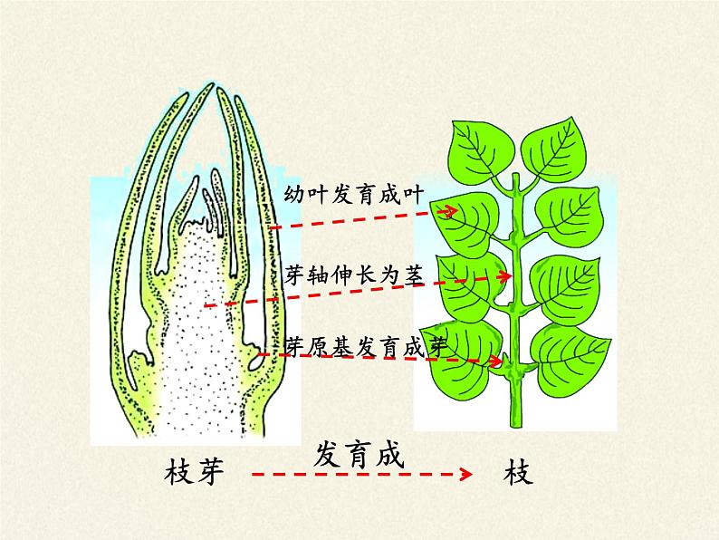 苏教版七年级生物上册 第五章 第四节 植物茎的输导功能(1)（课件）05