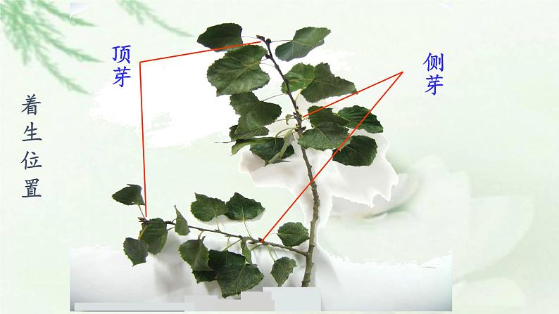 苏教版七年级生物上册 第五章 第四节 植物茎的输导功能(2)（课件）04