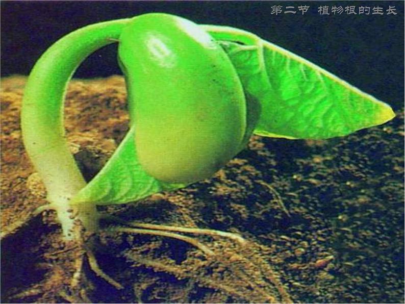 苏教版七年级生物上册 第五章 第二节 植物根的生长_（课件）02