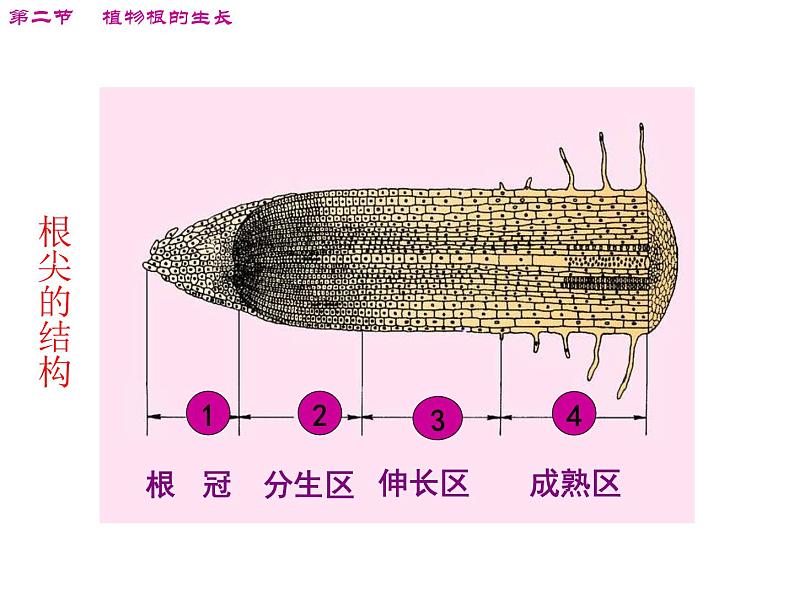 苏教版七年级生物上册 第五章 第二节 植物根的生长_（课件）05