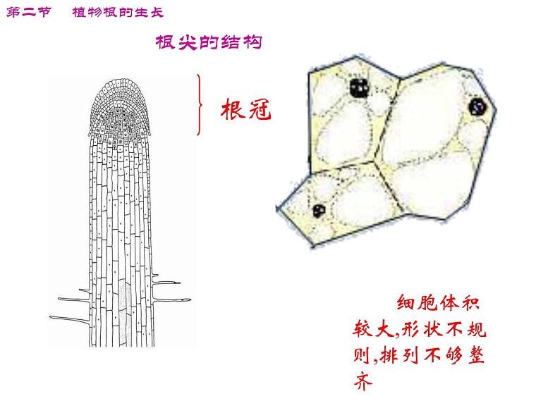 苏教版七年级生物上册 第五章 第二节 植物根的生长_（课件）06