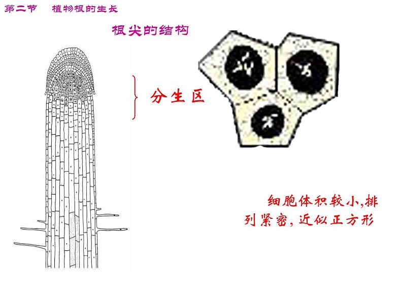 苏教版七年级生物上册 第五章 第二节 植物根的生长_（课件）07