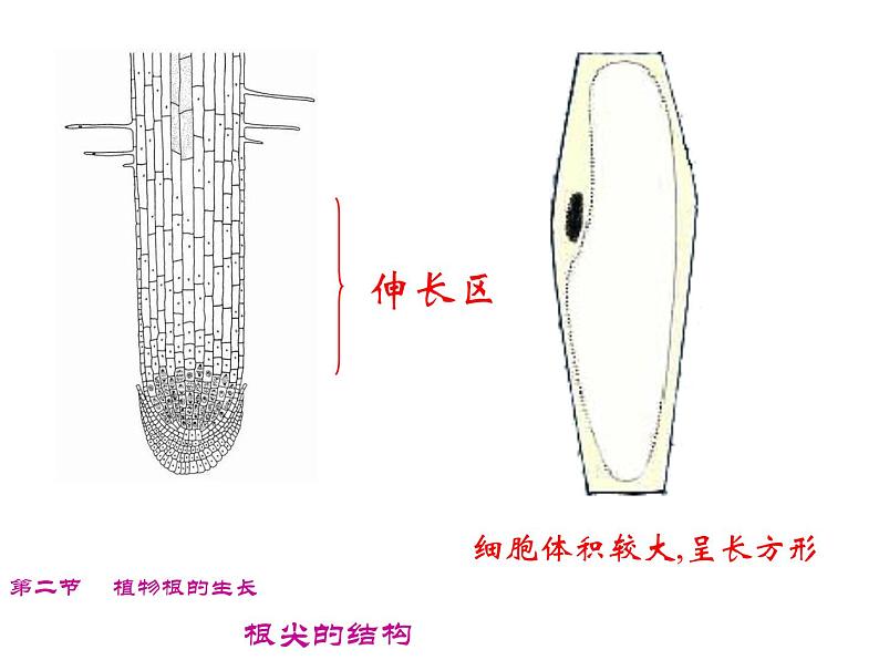 苏教版七年级生物上册 第五章 第二节 植物根的生长_（课件）08