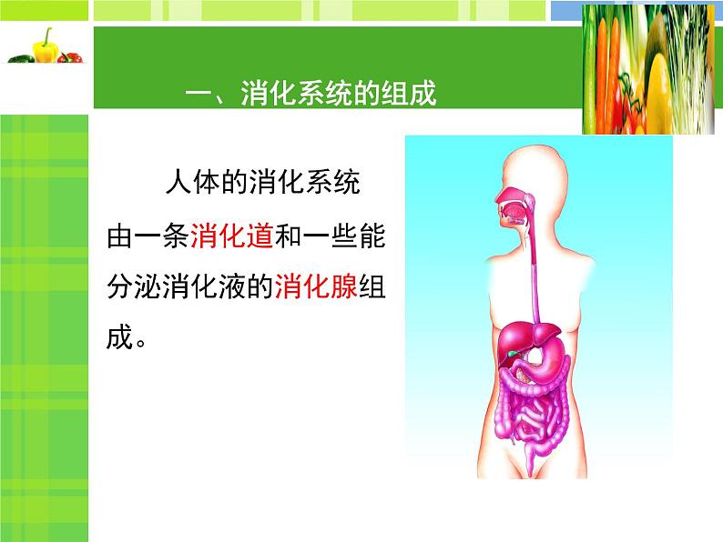 北师大版《食物的消化和营养物质的吸收》课件PPT05