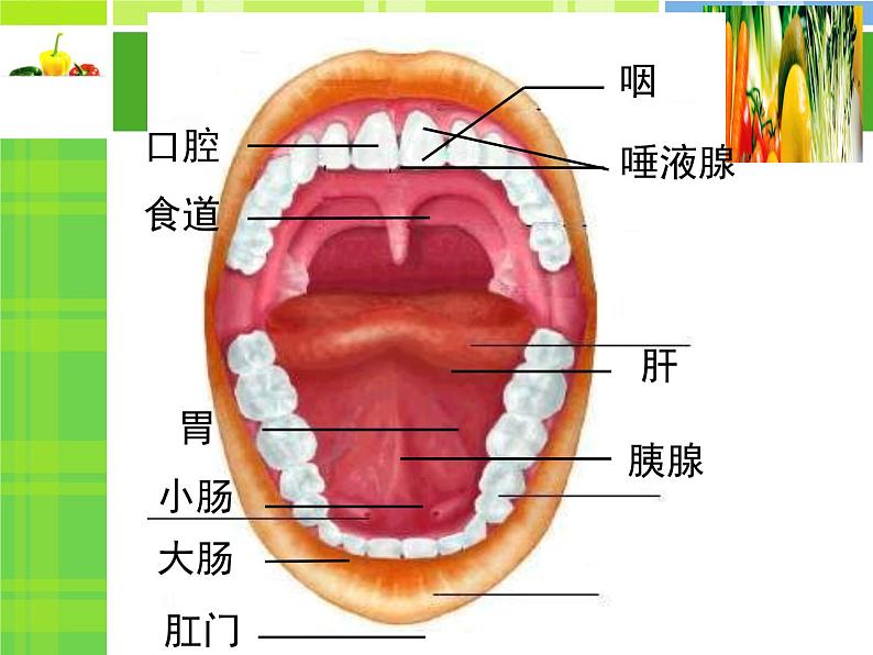 北师大版《食物的消化和营养物质的吸收》课件PPT06