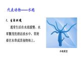 5.1.1腔肠动物和扁形动物课件PPT
