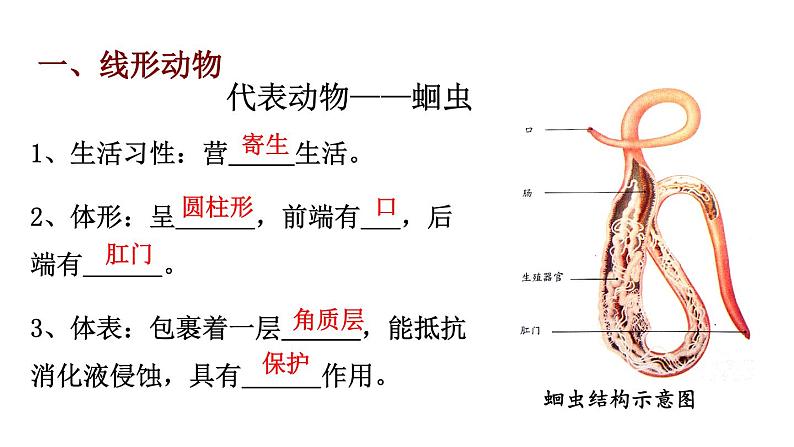 5.1.2线形动物和环节动物课件PPT第3页