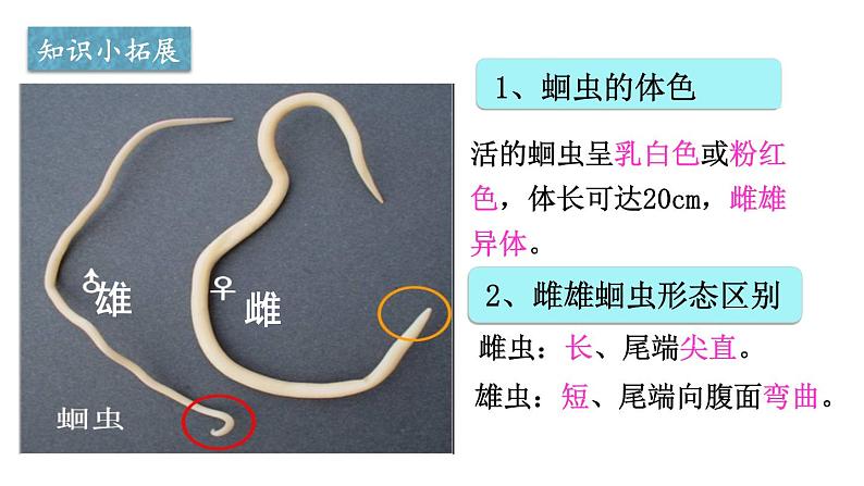 5.1.2线形动物和环节动物课件PPT第5页