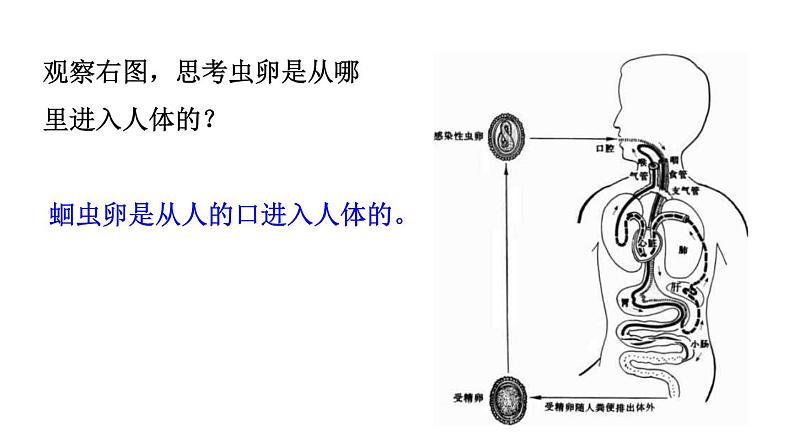 5.1.2线形动物和环节动物课件PPT第6页