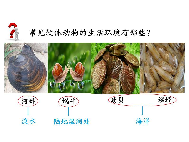 5.1.3软体动物和节肢动物课件PPT04
