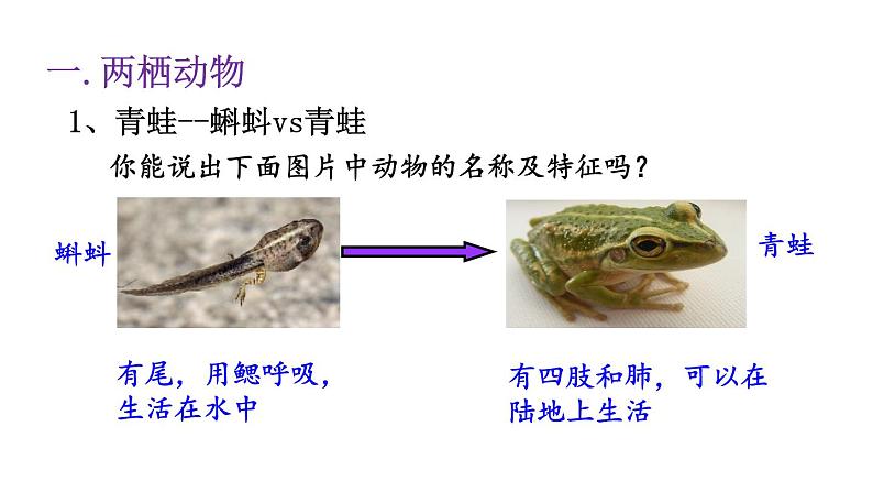 5.1.5两栖动物和爬行动物课件PPT03