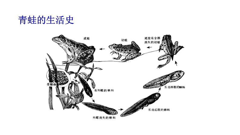 5.1.5两栖动物和爬行动物课件PPT04