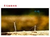 5.1.1 腔肠动物和扁形动物课件PPT