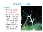 5.1.1 腔肠动物和扁形动物课件PPT