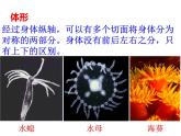 5.1.1 腔肠动物和扁形动物课件PPT