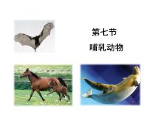 初中生物第七节   哺乳动物教课内容ppt课件_ppt00