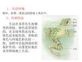 5.1.5 两栖动物和爬行动物课件PPT