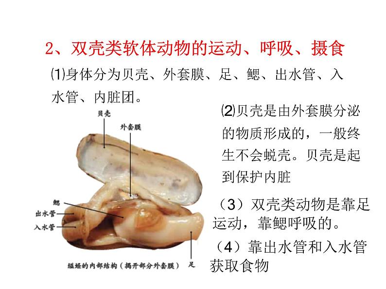 5.1.3 软体动物和节肢动物课件PPT03