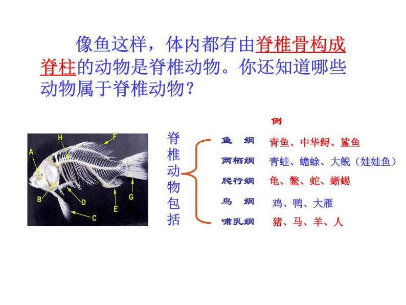 5.1.4 鱼课件PPT05