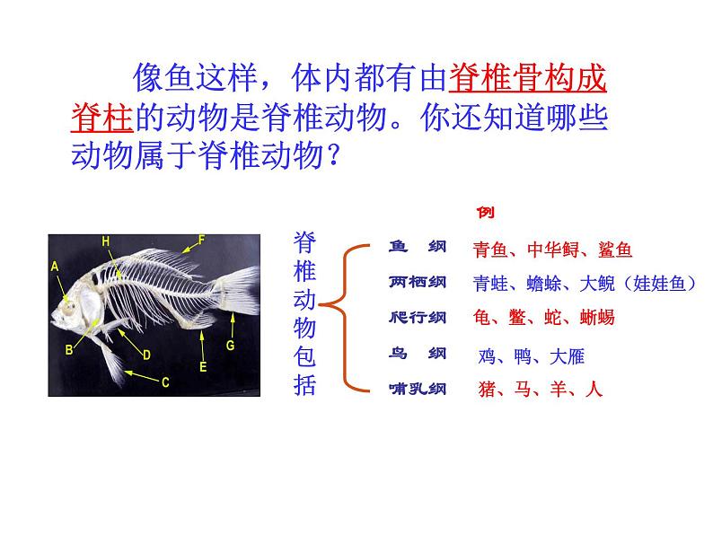 5.1.4 鱼课件PPT05