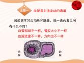 北师大版《血液循环》讲授课件