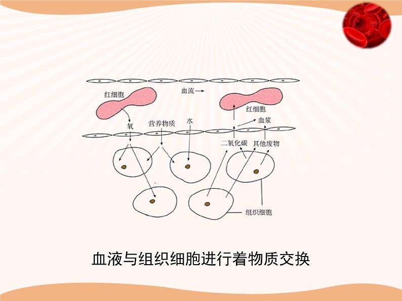 北师大版《血液循环》讲授课件06