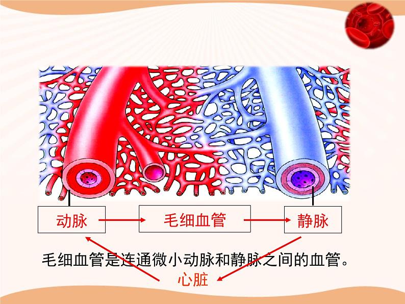 北师大版《血液循环》讲授课件08
