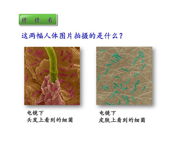 5.4.2细菌课件PPT04