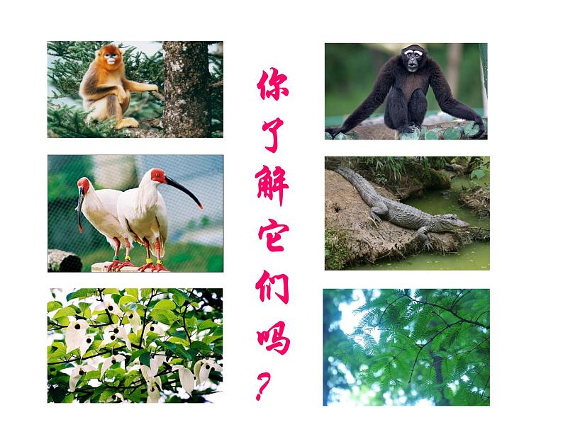 6.3保护生物的多样性课件PPT第5页