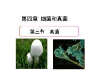 人教版 (新课标)八年级上册第五单元 生物圈中的其他生物第四章  细菌和真菌第三节 真菌课堂教学ppt课件