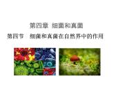 5.4.4细菌和真菌在自然界中的作用课件PPT