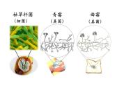 5.4.4细菌和真菌在自然界中的作用课件PPT