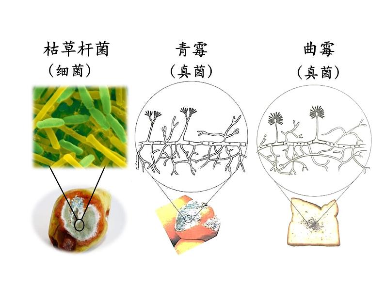 5.4.4细菌和真菌在自然界中的作用课件PPT05