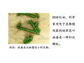 人教版初中生物八年级上册 5.5病毒课件