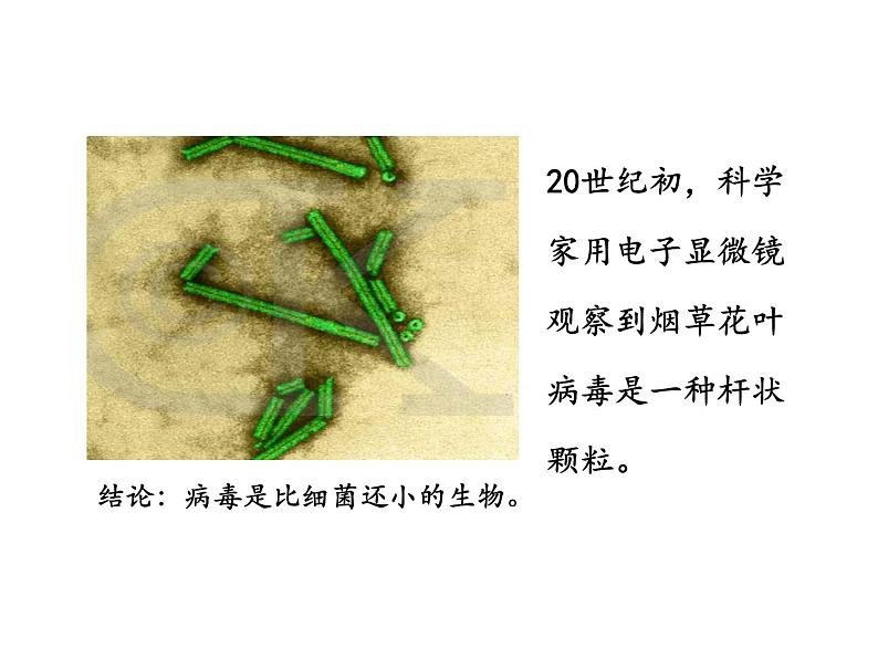 人教版初中生物八年级上册 5.5病毒课件第5页