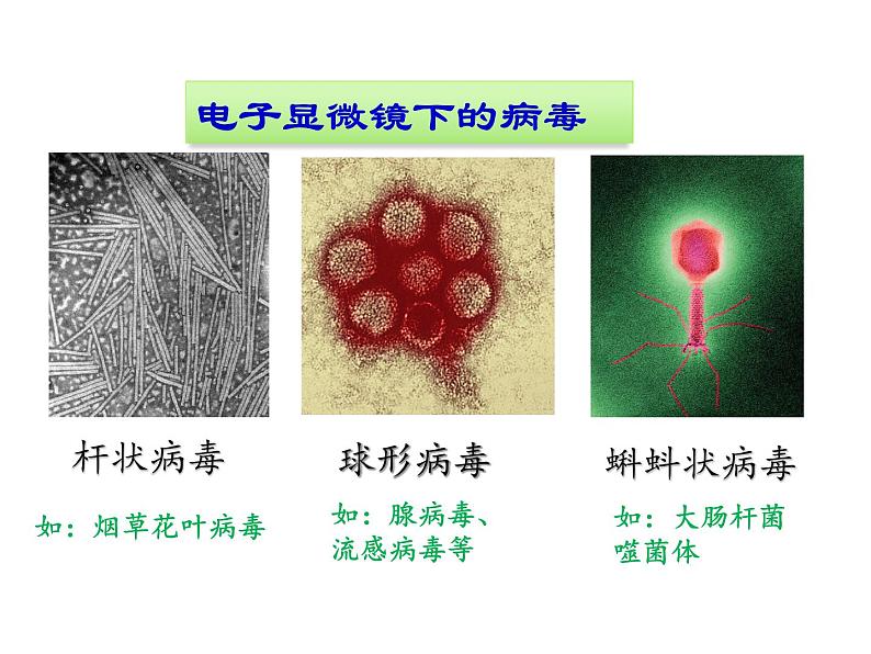 人教版初中生物八年级上册 5.5病毒课件第8页