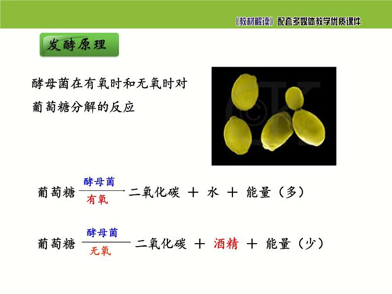 5.4.5人类对细菌和真菌的利用课件PPT07