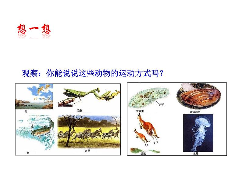 5.2.1 动物的运动课件PPT第2页