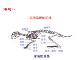 5.2.1 动物的运动课件PPT