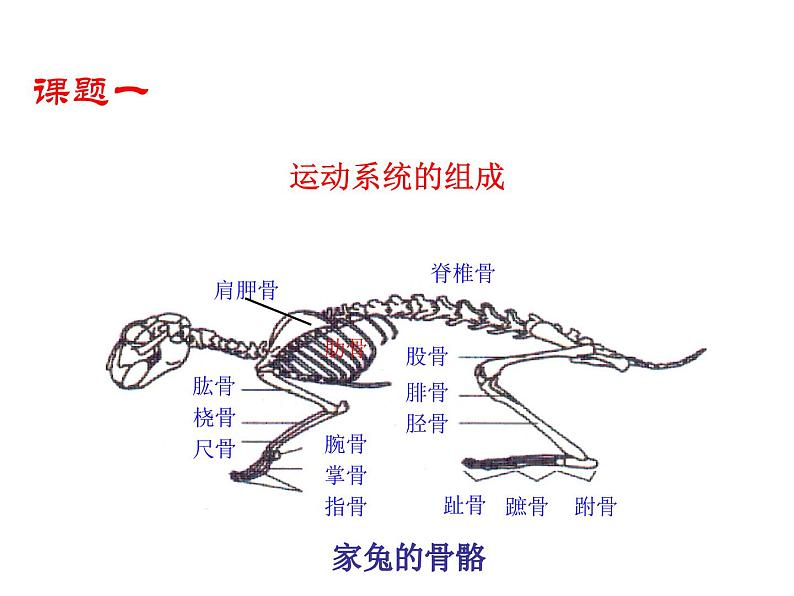5.2.1 动物的运动课件PPT第3页