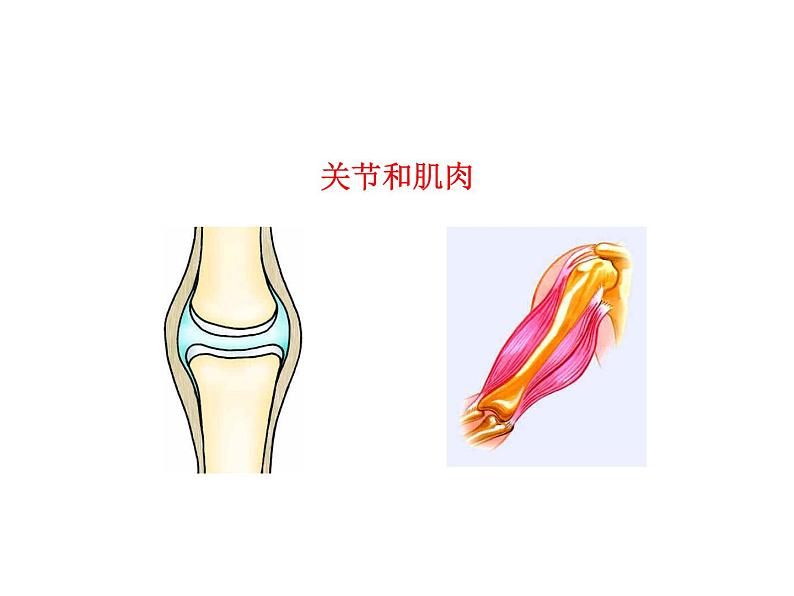 5.2.1 动物的运动课件PPT第4页