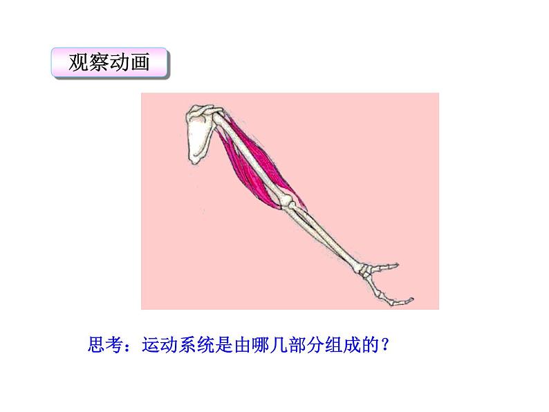 5.2.1 动物的运动课件PPT第6页