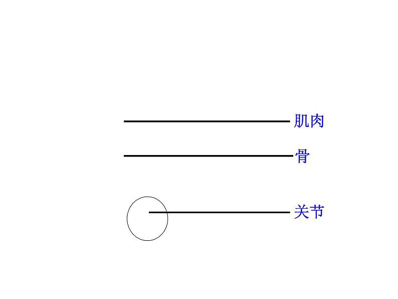 5.2.1 动物的运动课件PPT第7页