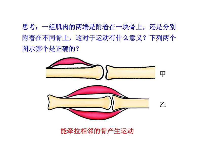 5.2.1 动物的运动课件PPT第8页