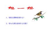 5.1.6 鸟课件PPT