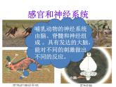 5.1.7 哺乳动物课件PPT